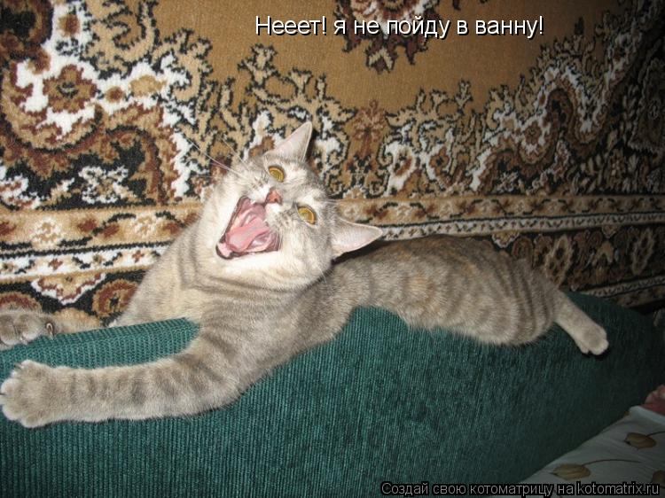 Нееет! я не пойду в ванну!... Котоматрица: Нееет! я не пойду в ванну!