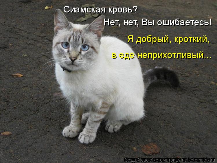 Сиамская кровь? Нет, нет, Вы ошибаетесь! Я добрый, кроткий, в еде неприхотливый...... Котоматрица: Сиамская кровь? Нет, нет, Вы ошибаетесь! Я добрый, кроткий, в еде неприхотливый...