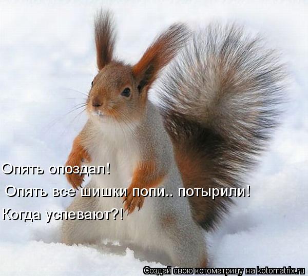 Опять все шишки попи.. потырили! Когда успевают?! Опять опоздал!... Котоматрица: Опять все шишки попи.. потырили! Когда успевают?! Опять опоздал!