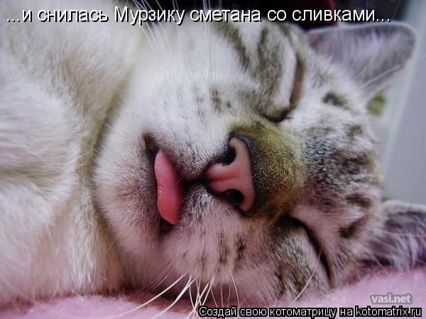 ...и снилась Мурзику сметана со сливками...... Котоматрица: ...и снилась Мурзику сметана со сливками...