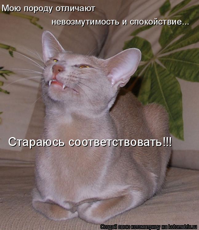 Мою породу отличают невозмутимость и спокойствие... Стараюсь соответствовать!!!... Котоматрица: Мою породу отличают невозмутимость и спокойствие... Стараюсь соответствовать!!!
