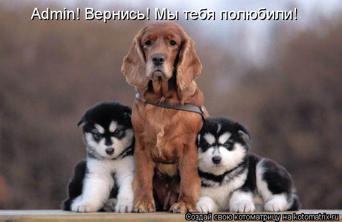 Admin! Вернись! Мы тебя полюбили!... Котоматрица: Admin! Вернись! Мы тебя полюбили!