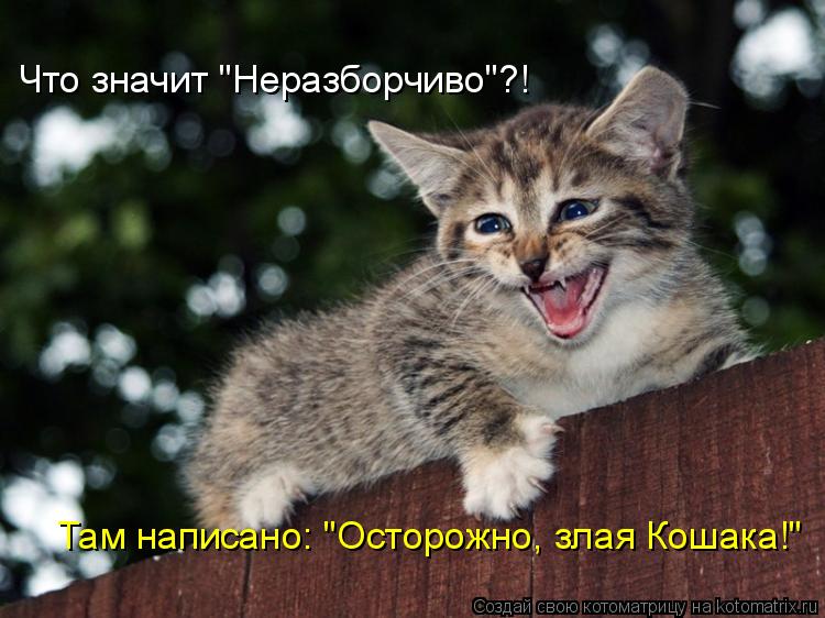 Что значит "Неразборчиво"?! Там написано: "Осторожно, злая Кошака!"... Котоматрица: Что значит "Неразборчиво"?! Там написано: "Осторожно, злая Кошака!"