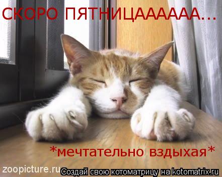 *мечтательно вздыхая* СКОРО ПЯТНИЦАААААА... СКОРО ПЯТНИЦАААААА...... Котоматрица: *мечтательно вздыхая* СКОРО ПЯТНИЦАААААА... СКОРО ПЯТНИЦАААААА...