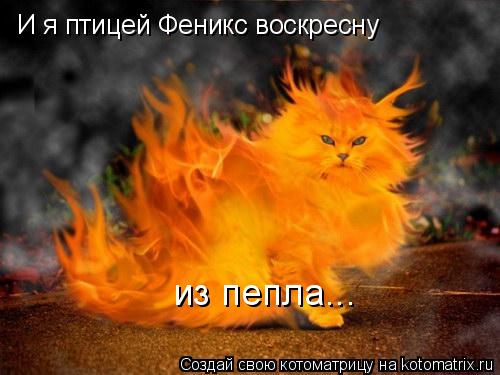 И я птицей Феникс воскресну из пепла...... Котоматрица: И я птицей Феникс воскресну из пепла...