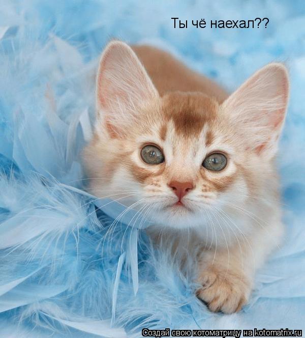 Ты чё наехал??... Котоматрица: Ты чё наехал??