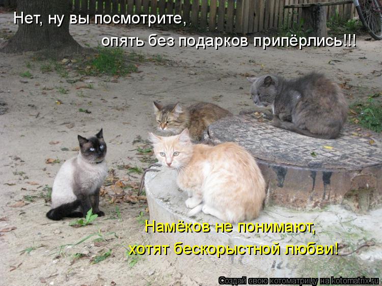 Нет, ну вы посмотрите, опять без подарков припёрлись!!! Намёков не понимают, хотят бескорыстной любв... Котоматрица: Нет, ну вы посмотрите, опять без подарков припёрлись!!! Намёков не понимают, хотят бескорыстной любви!