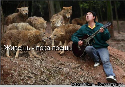 Живешь - пока поешь... Котоматрица: Живешь - пока поешь