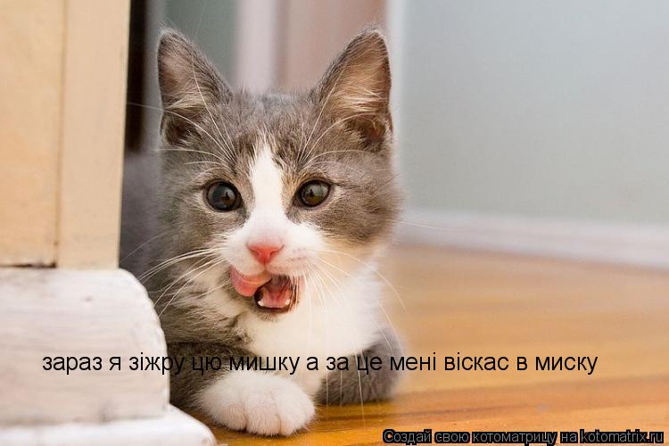 зараз я зiжру цю мишку а за це менi вiскас в миску зараз я зiжру цю мишку а за це менi вiскас в миску... Котоматрица: зараз я зiжру цю мишку а за це менi вiскас в миску зараз я зiжру цю мишку а за це менi вiскас в миску