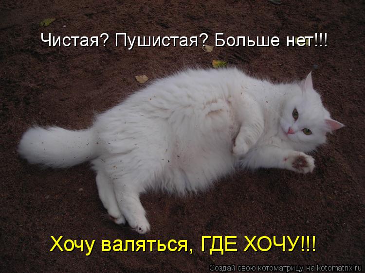 Чистая? Пушистая? Больше нет!!! Хочу валяться, ГДЕ ХОЧУ!!!... Котоматрица: Чистая? Пушистая? Больше нет!!! Хочу валяться, ГДЕ ХОЧУ!!!