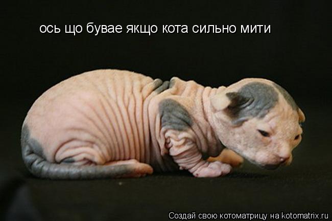 ось що бувае якщо кота сильно мити... Котоматрица: ось що бувае якщо кота сильно мити