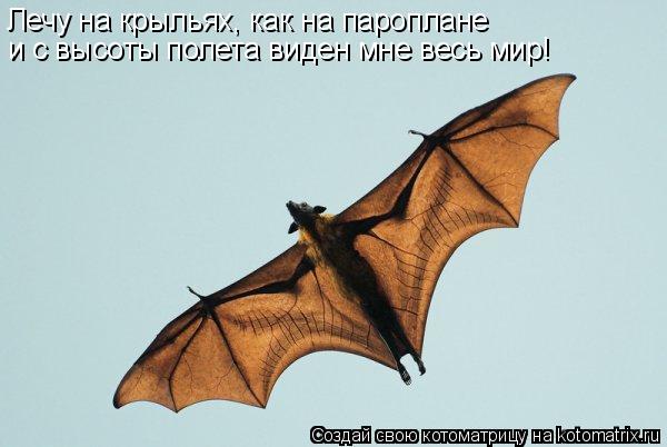 Лечу на крыльях, как на пароплане и с высоты полета виден мне весь мир!... Котоматрица: Лечу на крыльях, как на пароплане и с высоты полета виден мне весь мир!