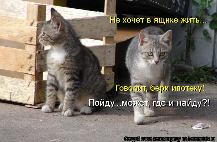 Не хочет в ящике жить... Говорит, бери ипотеку! Пойду...может, где и найду?!... Котоматрица: Не хочет в ящике жить... Говорит, бери ипотеку! Пойду...может, где и найду?!