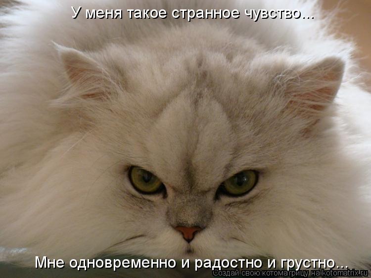 У меня такое странное чувство... Мне одновременно и радостно и грустно...... Котоматрица: У меня такое странное чувство... Мне одновременно и радостно и грустно...