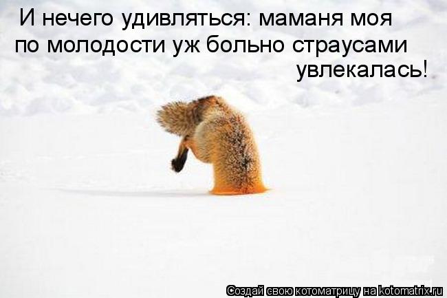 И нечего удивляться: маманя моя по молодости уж больно страусами увлекалась!... Котоматрица: И нечего удивляться: маманя моя по молодости уж больно страусами увлекалась!