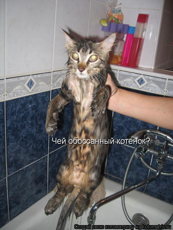 Котоматрица: Чей обоссанный котёнок?