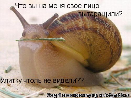 Что вы на меня свое лицо вытаращили? Улитку чтоль не видели??... Котоматрица: Что вы на меня свое лицо вытаращили? Улитку чтоль не видели??