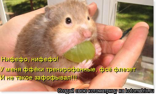 Нифефо, нифефо! У меня ффёки тренирофанные, фсё флезет И не такое зафофывал!!!... Котоматрица: Нифефо, нифефо! У меня ффёки тренирофанные, фсё флезет И не такое зафофывал!!!
