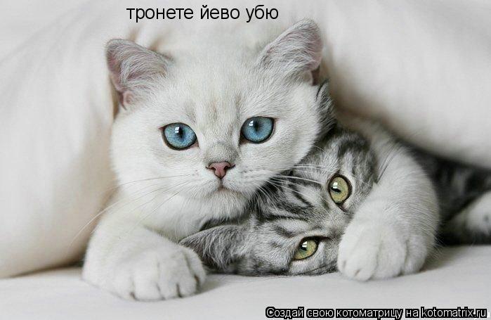 тронете йево убю... Котоматрица: тронете йево убю