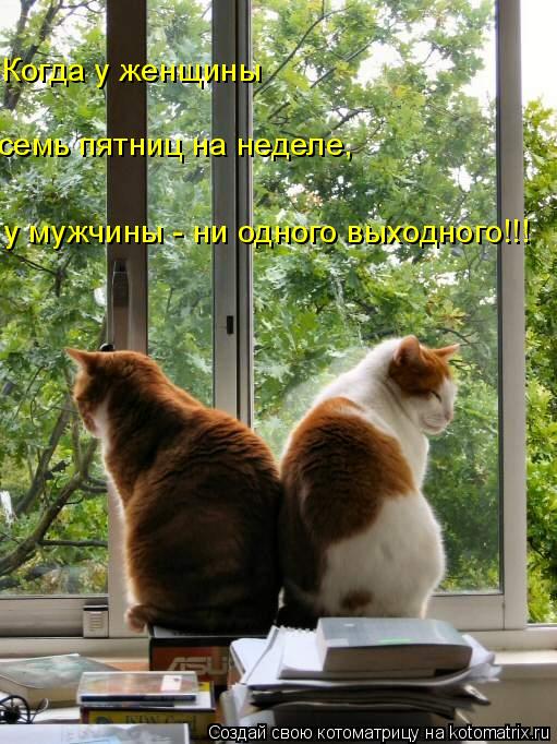у мужчины - ни одного выходного!!! Когда у женщины семь пятниц на неделе,... Котоматрица: у мужчины - ни одного выходного!!! Когда у женщины семь пятниц на неделе,