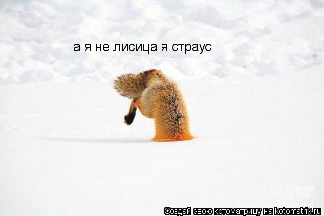 а я не лисица я страус... Котоматрица: а я не лисица я страус