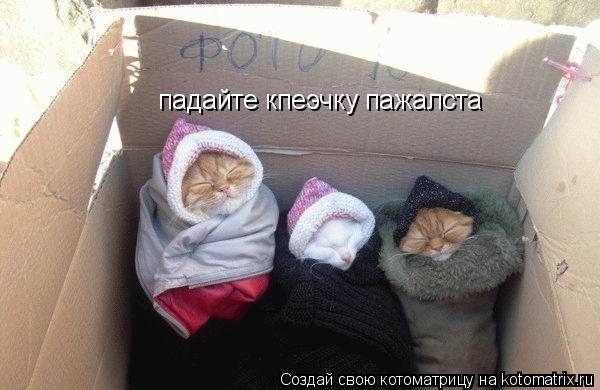 падайте кпеэчку пажалста... Котоматрица: падайте кпеэчку пажалста
