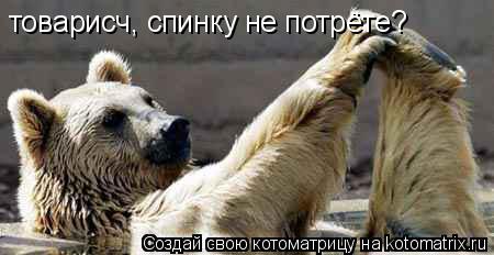 товарисч, спинку не потрёте?... Котоматрица: товарисч, спинку не потрёте?
