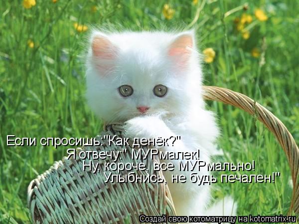 Если спросишь:"Как денёк?" Я отвечу:" МУРмалек! Ну, короче, все МУРмально! Улыбнись, не будь печален!... Котоматрица: Если спросишь:"Как денёк?" Я отвечу:" МУРмалек! Ну, короче, все МУРмально! Улыбнись, не будь печален!"