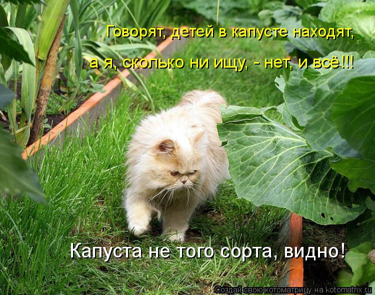 Говорят, детей в капусте находят, а я, сколько ни ищу, - нет, и всё!!! Капуста не того сорта, видно!... Котоматрица: Говорят, детей в капусте находят, а я, сколько ни ищу, - нет, и всё!!! Капуста не того сорта, видно!