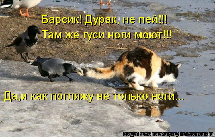 Барсик! Дурак, не пей!!! Там же гуси ноги моют!!! Да,и как погляжу не только ноги...... Котоматрица: Барсик! Дурак, не пей!!! Там же гуси ноги моют!!! Да,и как погляжу не только ноги...