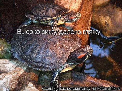 Высоко сижу, далеко гляжу!... Котоматрица: Высоко сижу, далеко гляжу!