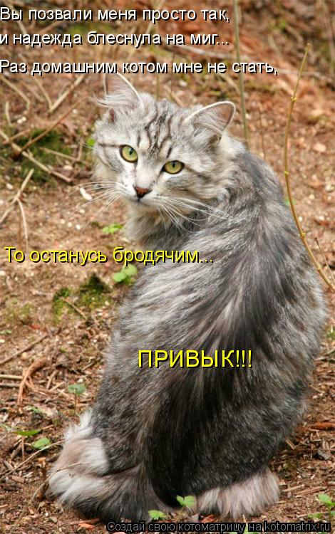 Вы позвали меня просто так, и надежда блеснула на миг... Раз домашним котом мне не стать, То остан... Котоматрица: Вы позвали меня просто так, и надежда блеснула на миг... Раз домашним котом мне не стать, То останусь бродячим... ПРИВЫК!!!