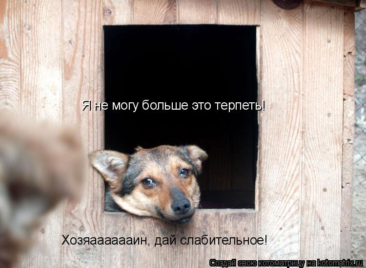 Я не могу больше это терпеть! Хозяааааааин, дай слабительное!... Котоматрица: Я не могу больше это терпеть! Хозяааааааин, дай слабительное!