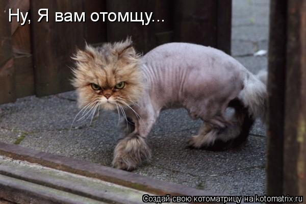 Ну, Я вам отомщу...... Котоматрица: Ну, Я вам отомщу...