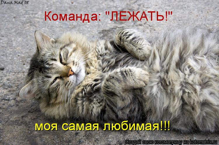 Команда: "ЛЕЖАТЬ!" моя самая любимая!!!... Котоматрица: Команда: "ЛЕЖАТЬ!" моя самая любимая!!!