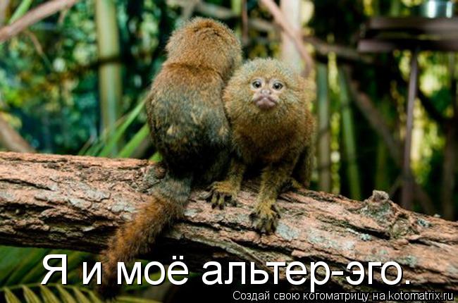 Я и моё альтер-эго.... Котоматрица: Я и моё альтер-эго.