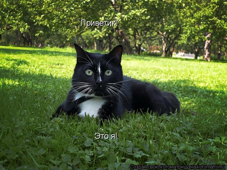 Приветик! Это я!... Котоматрица: Приветик! Это я!