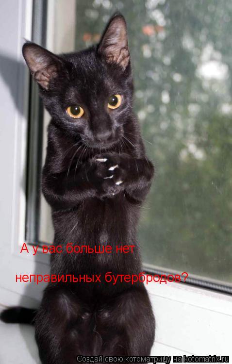 А у вас больше нет неправильных бутербродов?... Котоматрица: А у вас больше нет неправильных бутербродов?