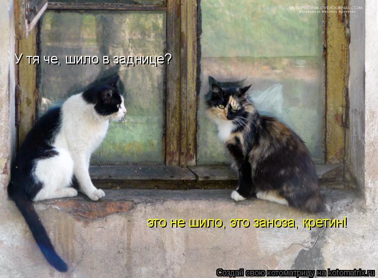 У тя че, шило в заднице? это не шило, это заноза, кретин!... Котоматрица: У тя че, шило в заднице? это не шило, это заноза, кретин!