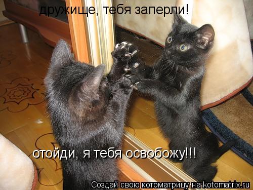 дружище, тебя заперли! отойди, я тебя освобожу!!!... Котоматрица: дружище, тебя заперли! отойди, я тебя освобожу!!!