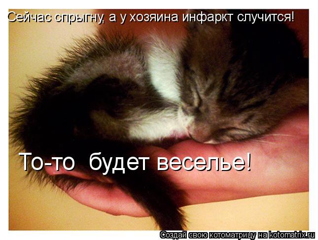 Сейчас спрыгну, а у хозяина инфаркт случится! То-то будет веселье!... Котоматрица: Сейчас спрыгну, а у хозяина инфаркт случится! То-то будет веселье!