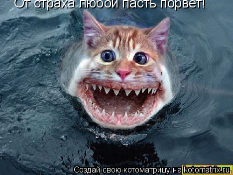 От страха любой пасть порвет!... Котоматрица: От страха любой пасть порвет!