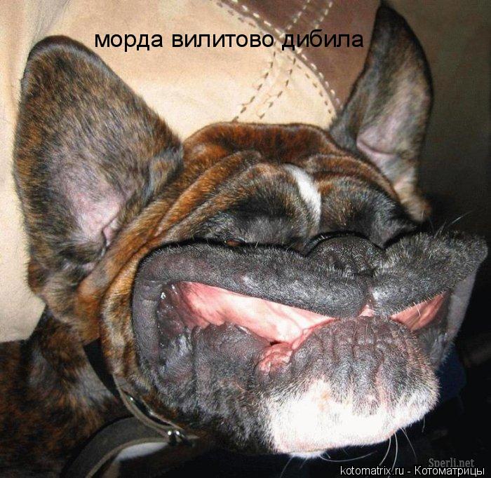 морда вилитово дибила... Котоматрица: морда вилитово дибила