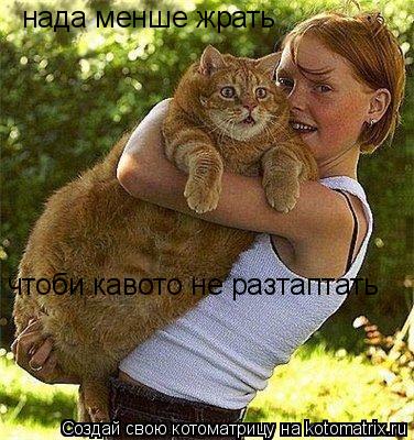нада менше жрать чтоби кавото не разтаптать... Котоматрица: нада менше жрать чтоби кавото не разтаптать