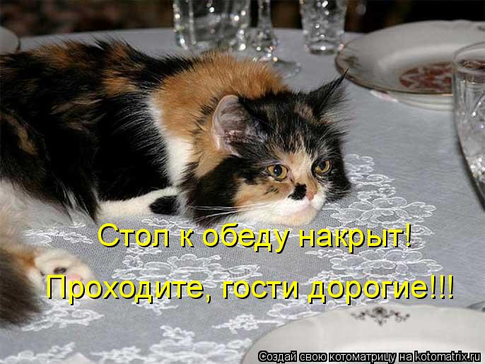 Стол к обеду накрыт! Проходите, гости дорогие!!!... Котоматрица: Стол к обеду накрыт! Проходите, гости дорогие!!!