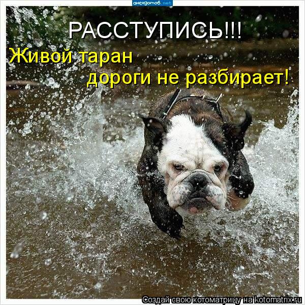 РАССТУПИСЬ!!! Живой таран дороги не разбирает!... Котоматрица: РАССТУПИСЬ!!! Живой таран дороги не разбирает!