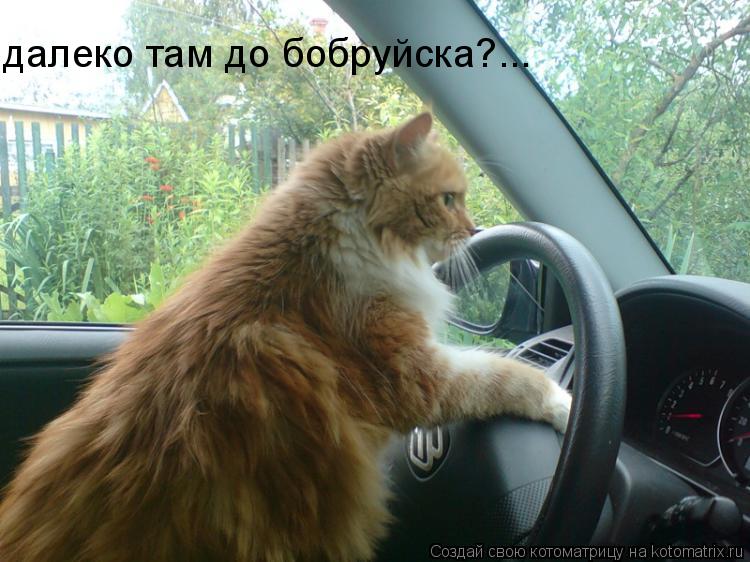 далеко там до бобруйска?...... Котоматрица: далеко там до бобруйска?...