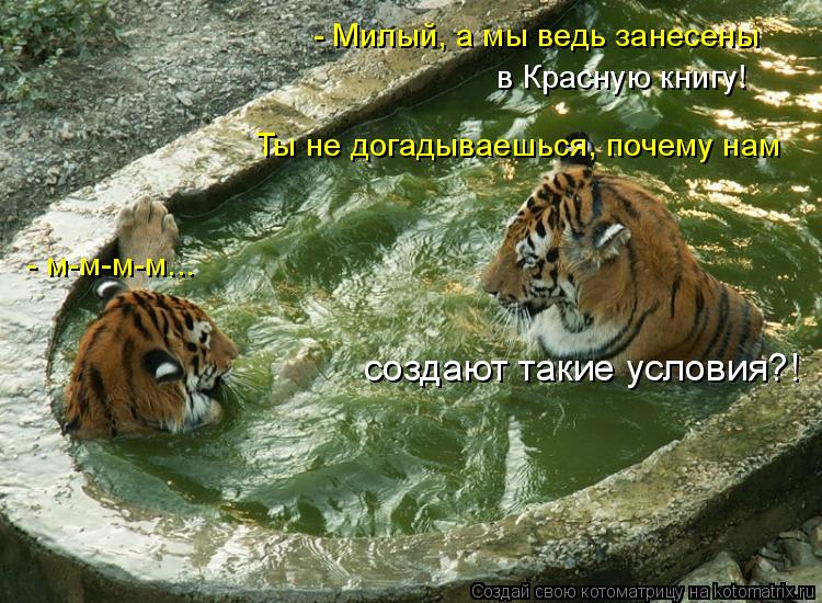 - Милый, а мы ведь занесены в Красную книгу! - м-м-м-м... Ты не догадываешься, почему нам создают ... Котоматрица: - Милый, а мы ведь занесены в Красную книгу! - м-м-м-м... Ты не догадываешься, почему нам создают такие условия?!