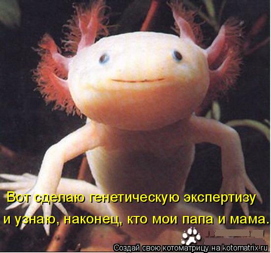 Вот сделаю генетическую экспертизу и узнаю, наконец, кто мои папа и мама.... Котоматрица: Вот сделаю генетическую экспертизу и узнаю, наконец, кто мои папа и мама.