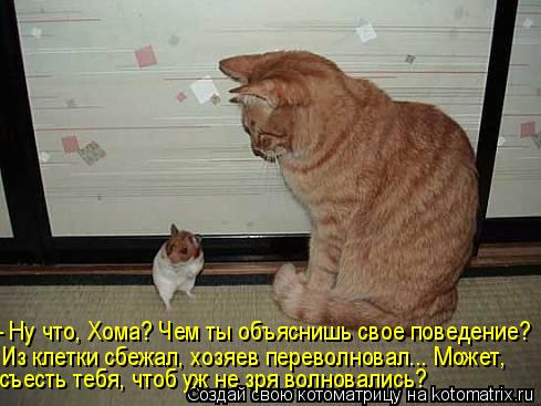 - Ну что, Хома? Чем ты объяснишь свое поведение? Из клетки сбежал, хозяев переволновал... Может, съес... Котоматрица: - Ну что, Хома? Чем ты объяснишь свое поведение? Из клетки сбежал, хозяев переволновал... Может, съесть тебя, чтоб уж не зря волновались?